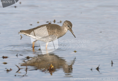 Image of Common Redshank