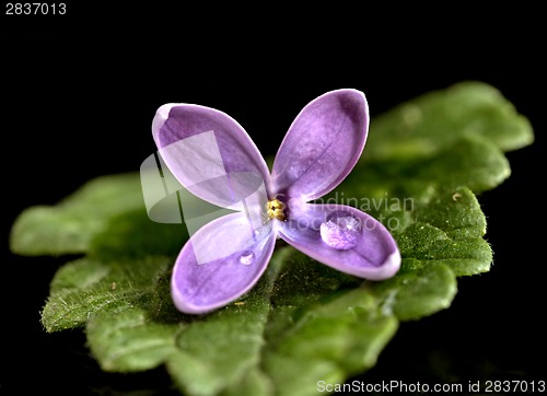 Image of Close Up Lilac