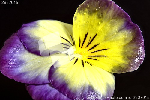 Image of Pansy close up