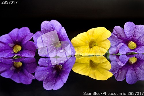 Image of Morning Glory Close up