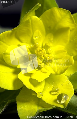 Image of Yellow Flower