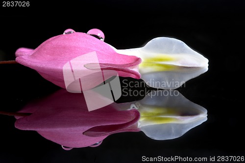 Image of Macro Bleeding Heart