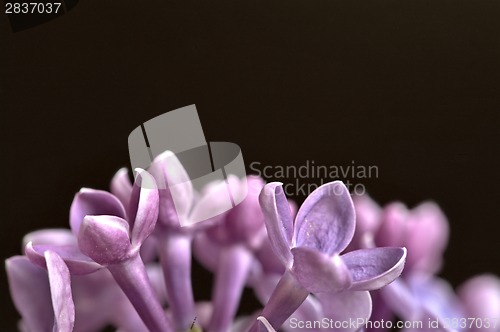 Image of Close Up Lilac