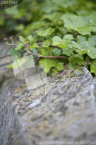 Image of Ivy Foliage