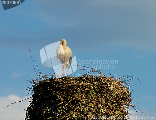 Image of Sleeping Stork