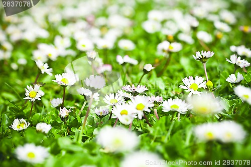 Image of chamomile flowers field 