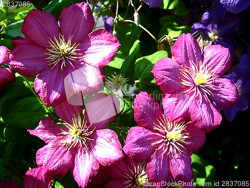 Image of beautiful red flowers of clematis