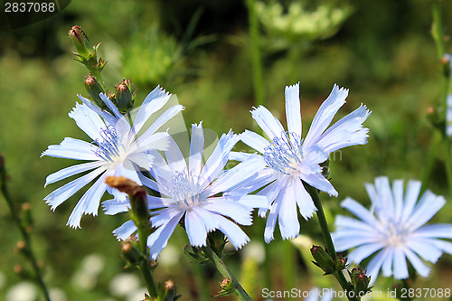 Image of blue flowers of Cichorium