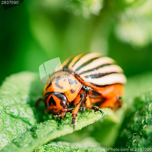 Image of Macro shoot of potato bug on leaf