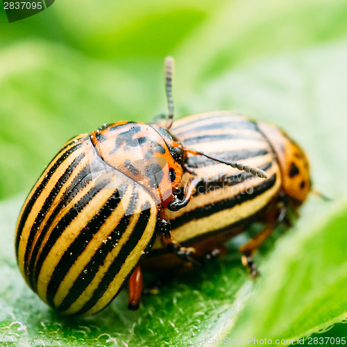 Image of Macro shoot of potato bug on leaf