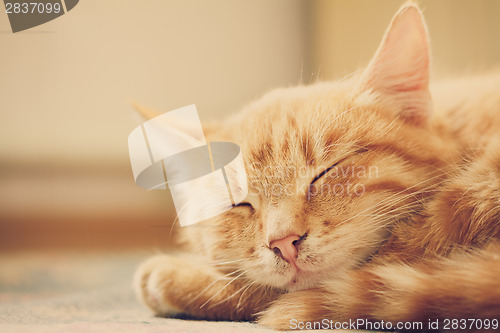 Image of Little Red Kitten Sleeping On Bed