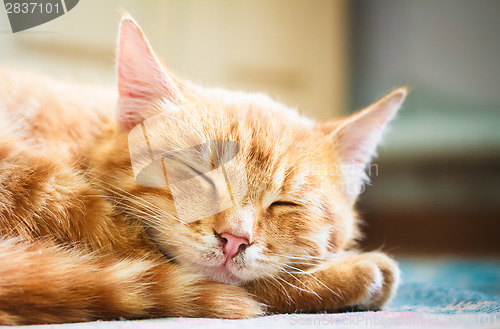 Image of Little Red Kitten Sleeping On Bed 