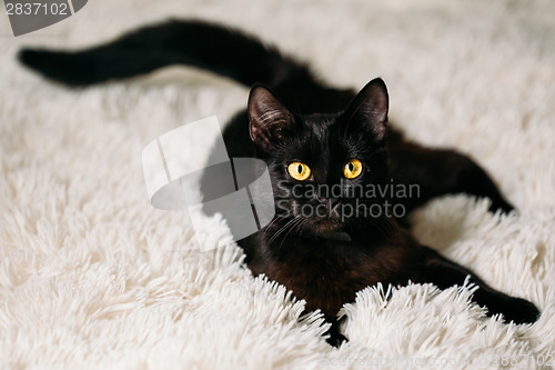 Image of Little Black Kitten On Bed