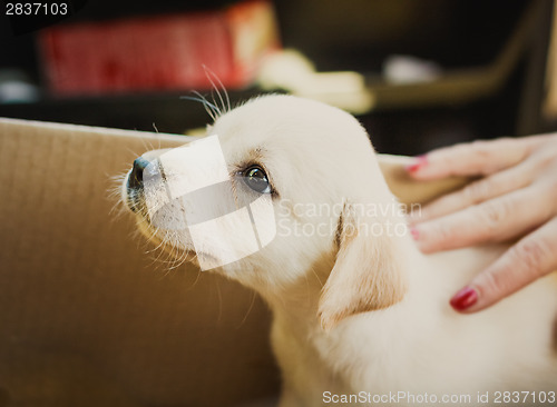 Image of Labrador Retriever Puppy