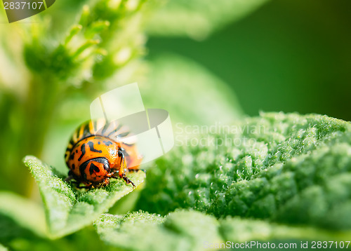 Image of Macro shoot of potato bug on leaf