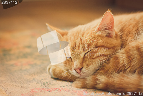 Image of Little Red Kitten Sleeping On Bed