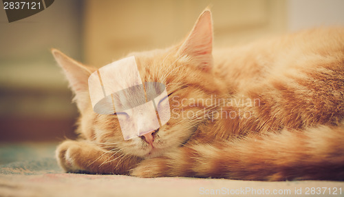 Image of Little Red Kitten Sleeping On Bed