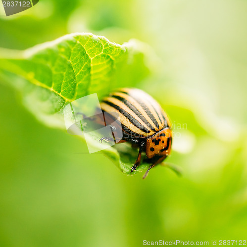 Image of Macro shoot of potato bug on leaf