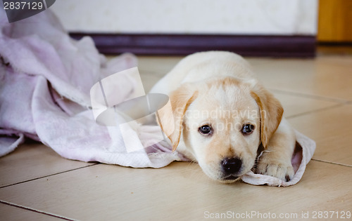 Image of Labrador Retriever Puppy