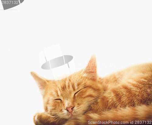 Image of Little Red Kitten Sleeping On White Background