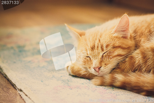 Image of Little Red Kitten Sleeping On Bed