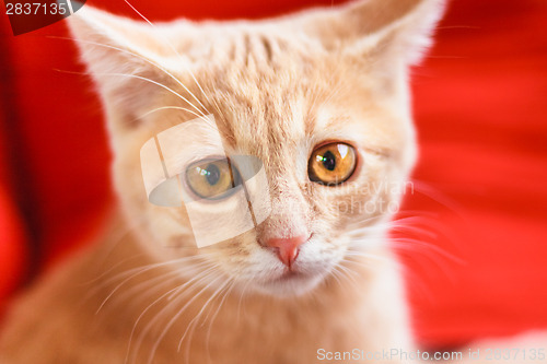 Image of Little Red Kitten Sitting On Red Pillow