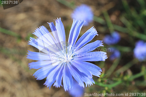 Image of blue flower of Cichorium