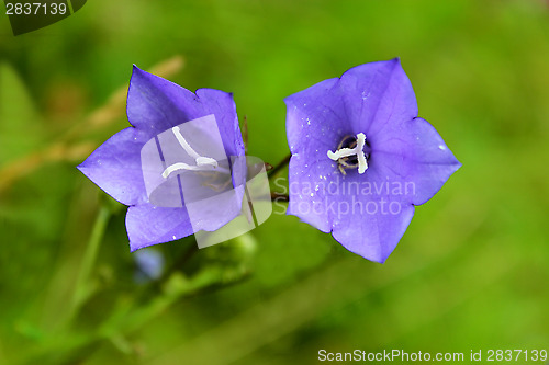 Image of pair of flowers of bluebells