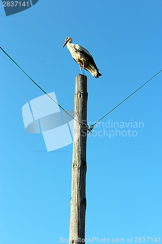 Image of stork standing on the telegraph-pole