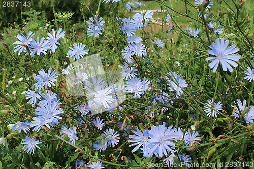 Image of blue flowers of Cichorium
