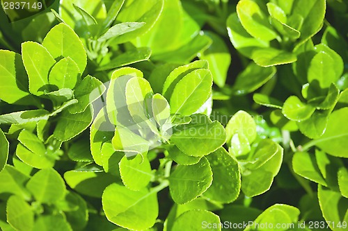 Image of green leaves