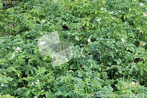 Image of Kitchen garden of the blossoming potato