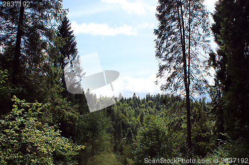 Image of view to Carpathian mountains