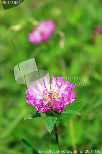 Image of Pink flowers of clover