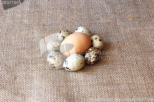 Image of some eggs of the quail and one of the hen