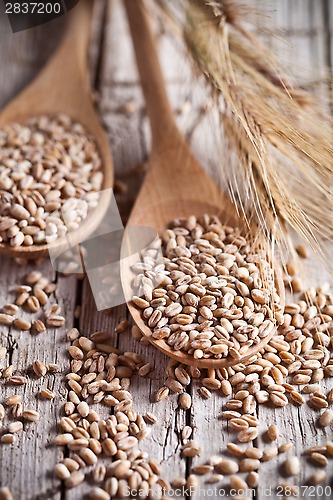 Image of wheat grain in wooden spoons 