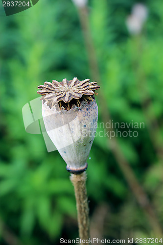 Image of green head of the poppy