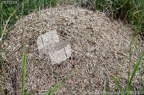 Image of big ant hill