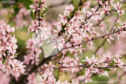 Image of Blossoming Almond Branch