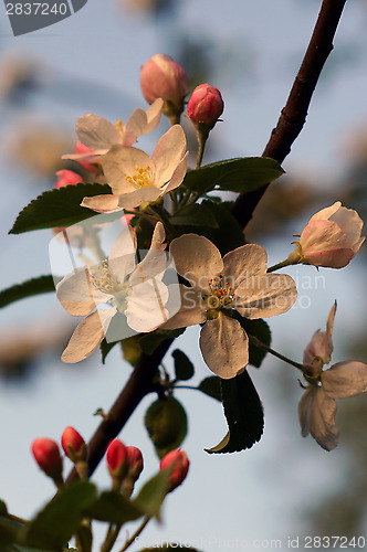 Image of Branch blossoming apple