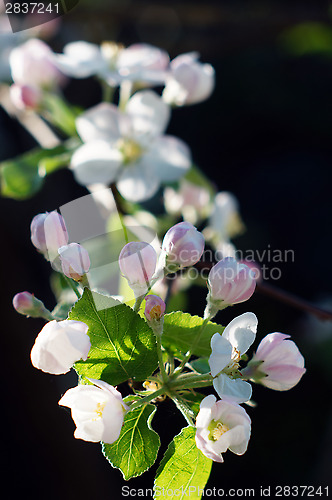 Image of Branch blossoming apple