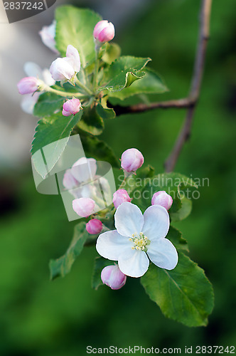 Image of Branch blossoming apple