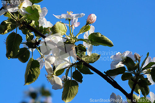 Image of Branch blossoming apple-tree against the blue sky