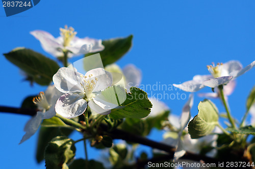 Image of Branch blossoming apple-tree against the blue sky