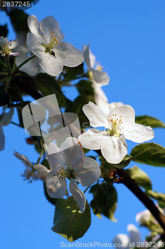 Image of Branch blossoming apple-tree against the blue sky