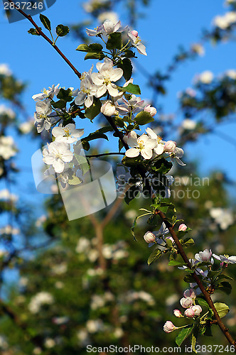 Image of Branch blossoming apple-tree against the blue sky