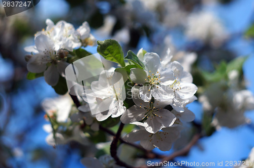 Image of Apple blossom closeup