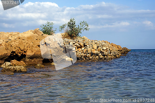 Image of Olive Bush on the cliffs of Cyprus