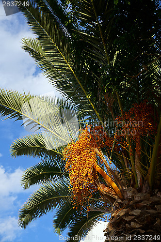 Image of Palm tree with fruits on a background of azure sky