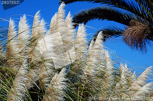 Image of Tall grass on a background of palm trees palm trees and blue sky